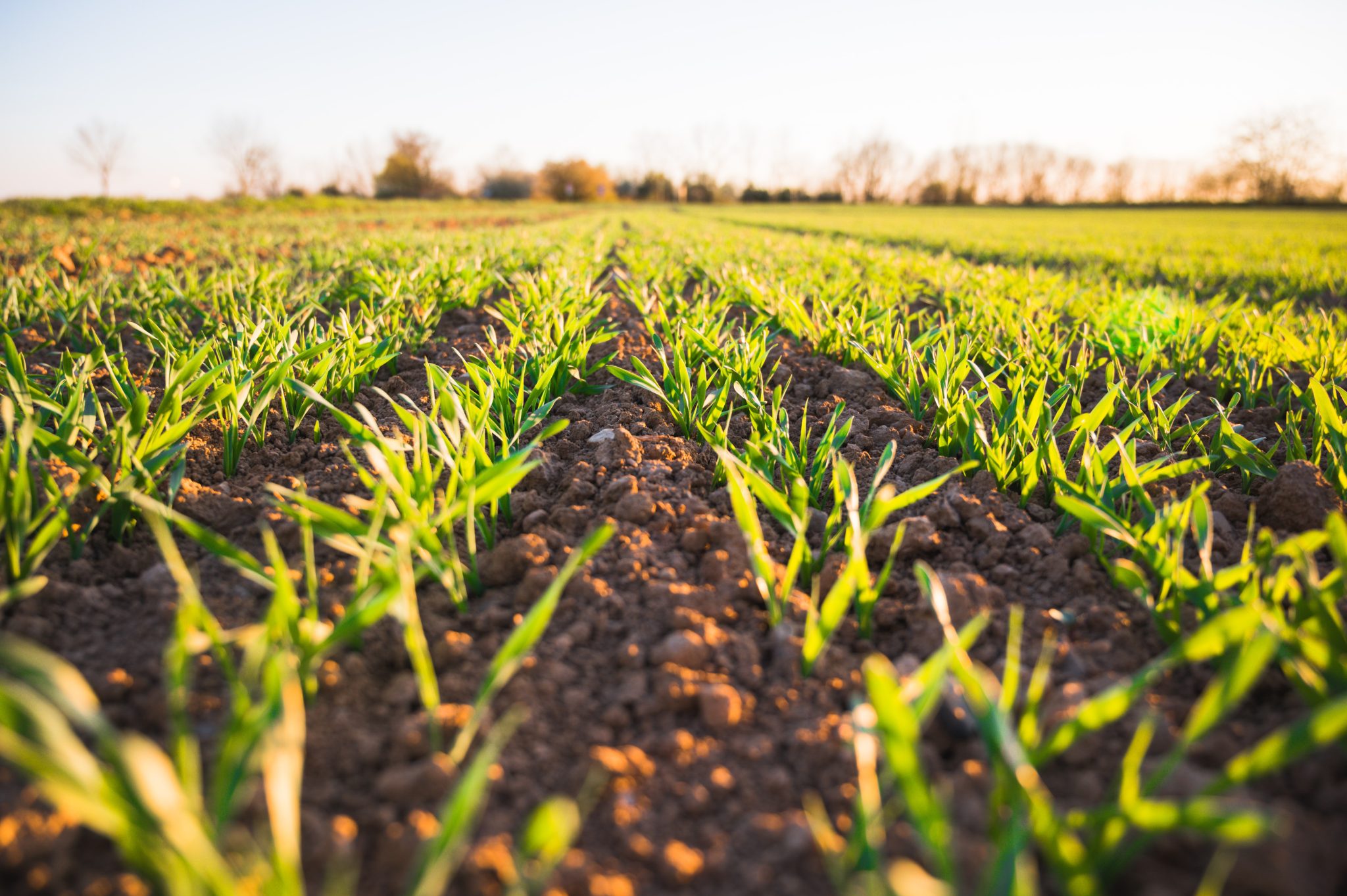 Campo de cultivo verde con plantas